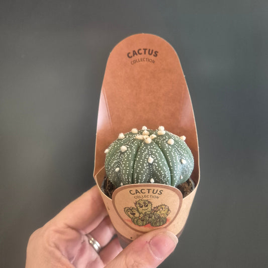 A small green cactus with white spines displayed inside a tan leather Cactus London boot-shaped holder, held by a person's hand against a dark gray background.