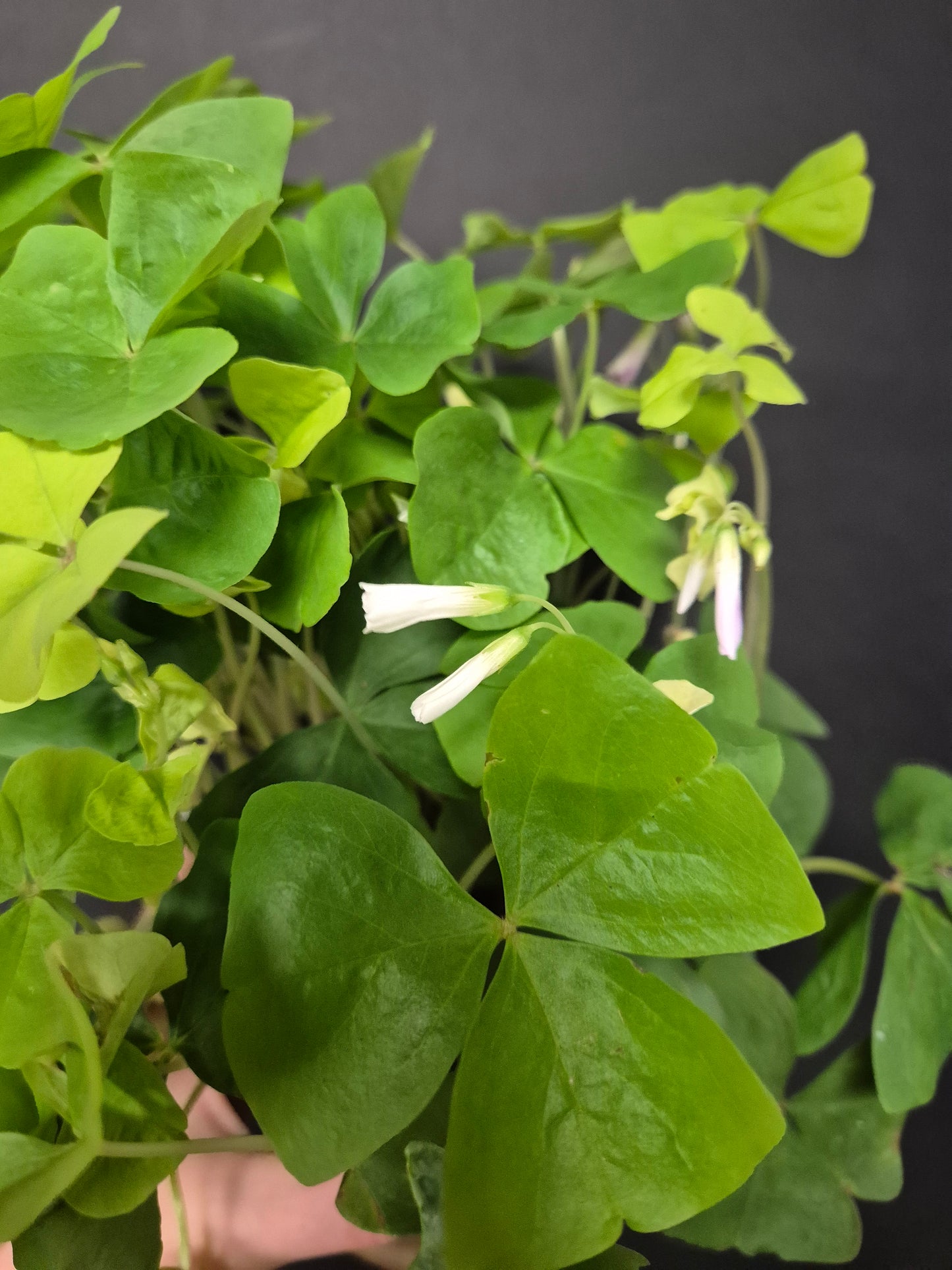 Oxalis Triangularis Green - Butterfly Plant | Houseplant