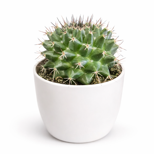 Pincushion Cactus  - Mammillaria - 8.5cm | Houseplant