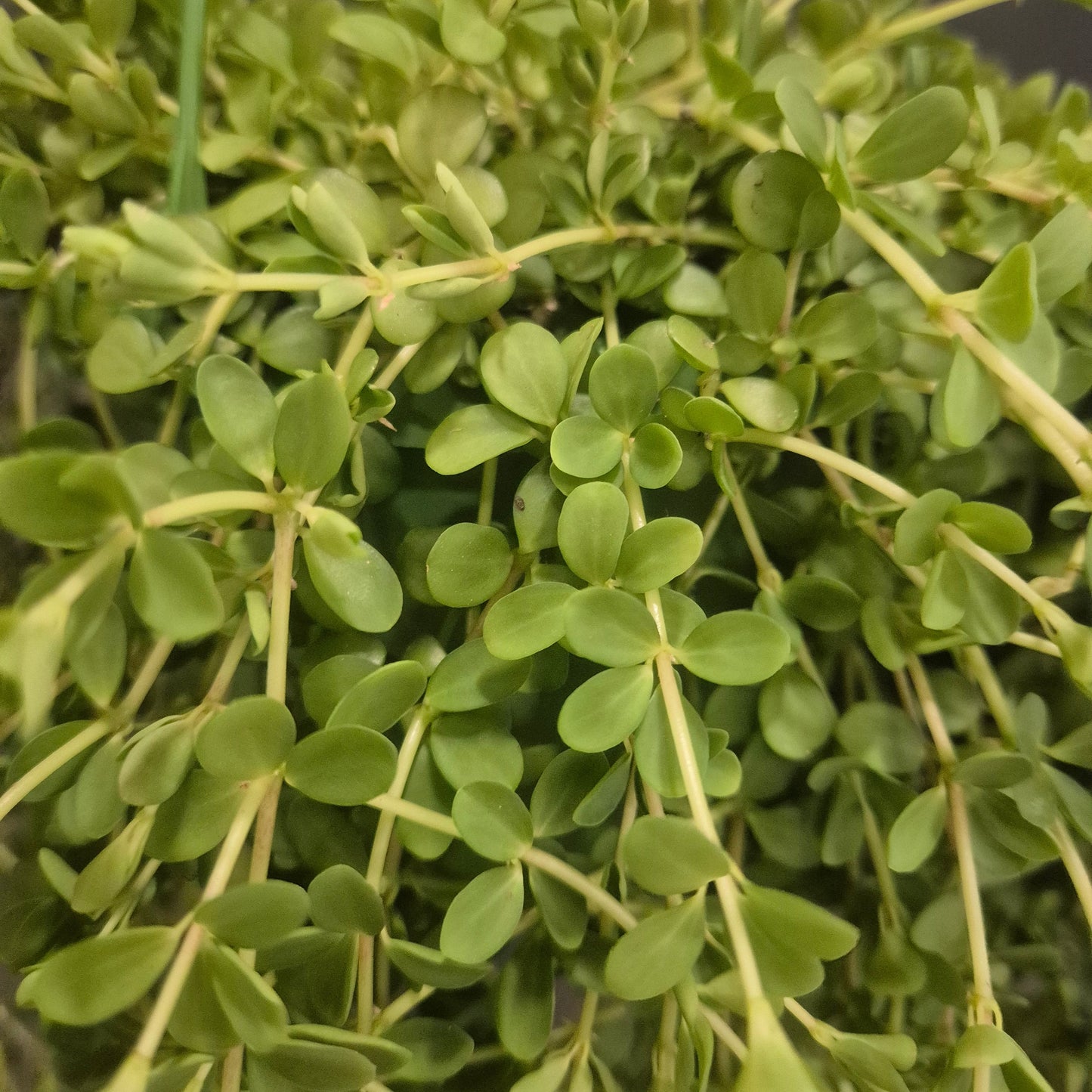 Trailing Jade - Peperomia Isabella - 14cm | Houseplant