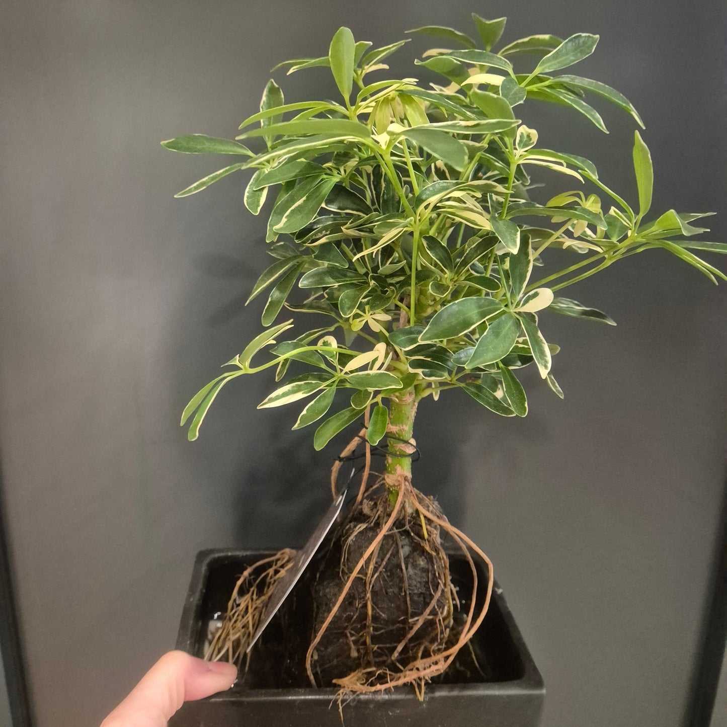 Hand holding a potted plant with visible roots against a dark background