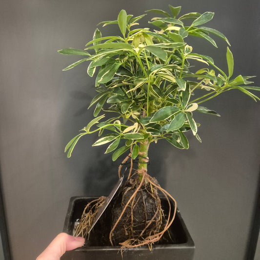 Hand holding a potted plant with visible roots against a dark background