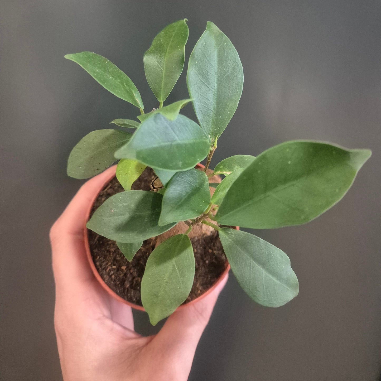 Ficus Ginseng - Bonsai - 8.5cm | Houseplant