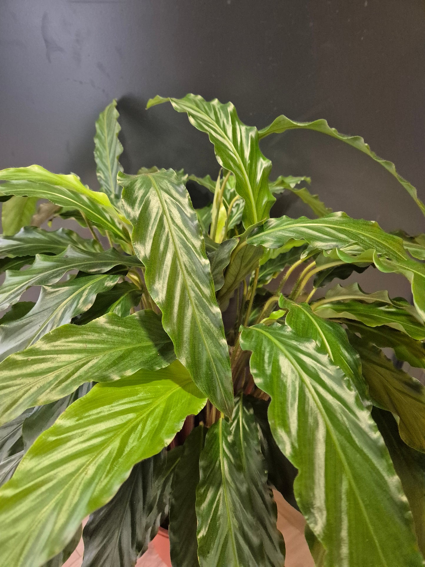 Calathea Rufibarba Green Large - Prayer Plant | Houseplant