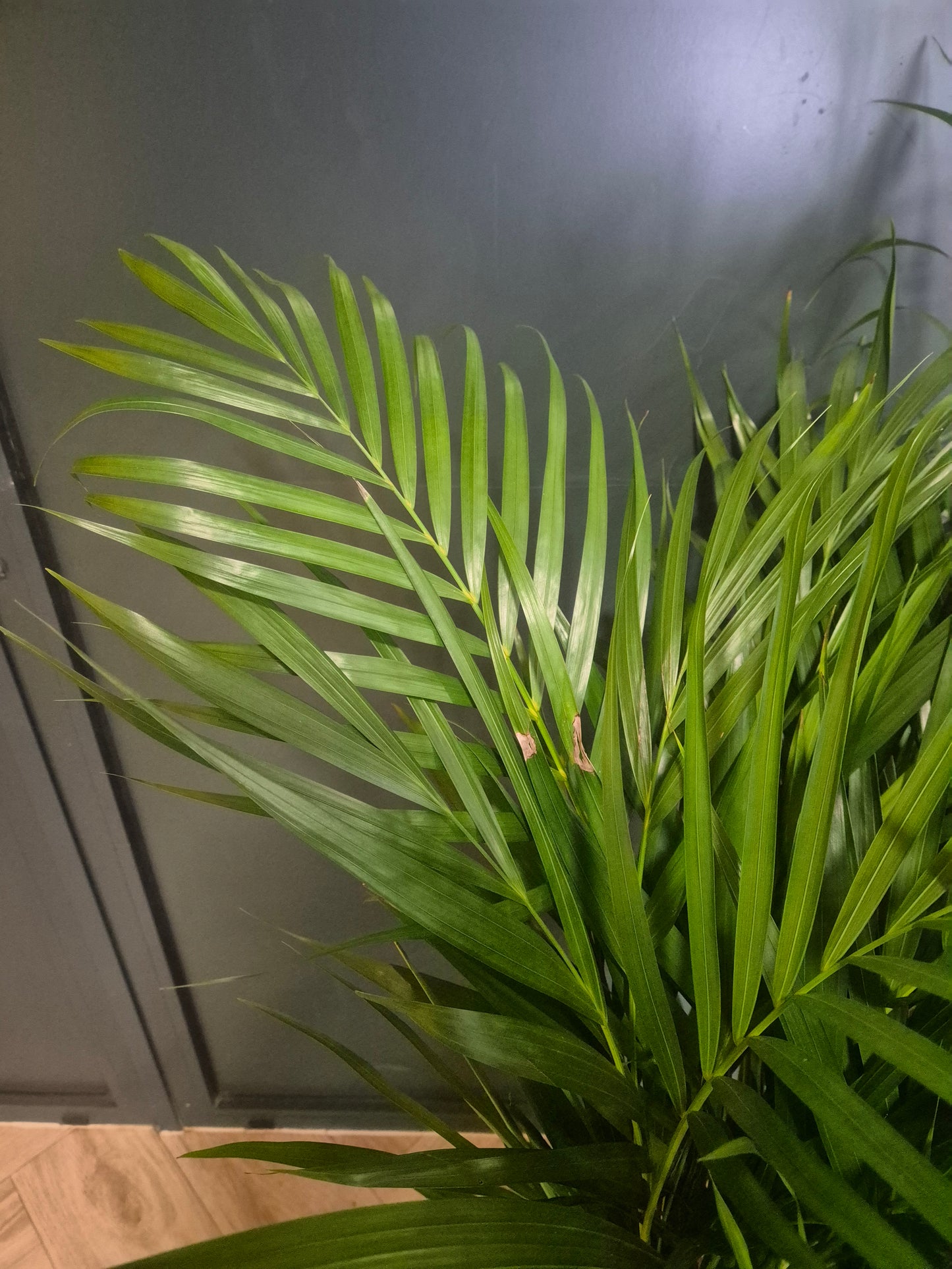 Dypsis Lutescens - Areca Palm - 24cm | Houseplant