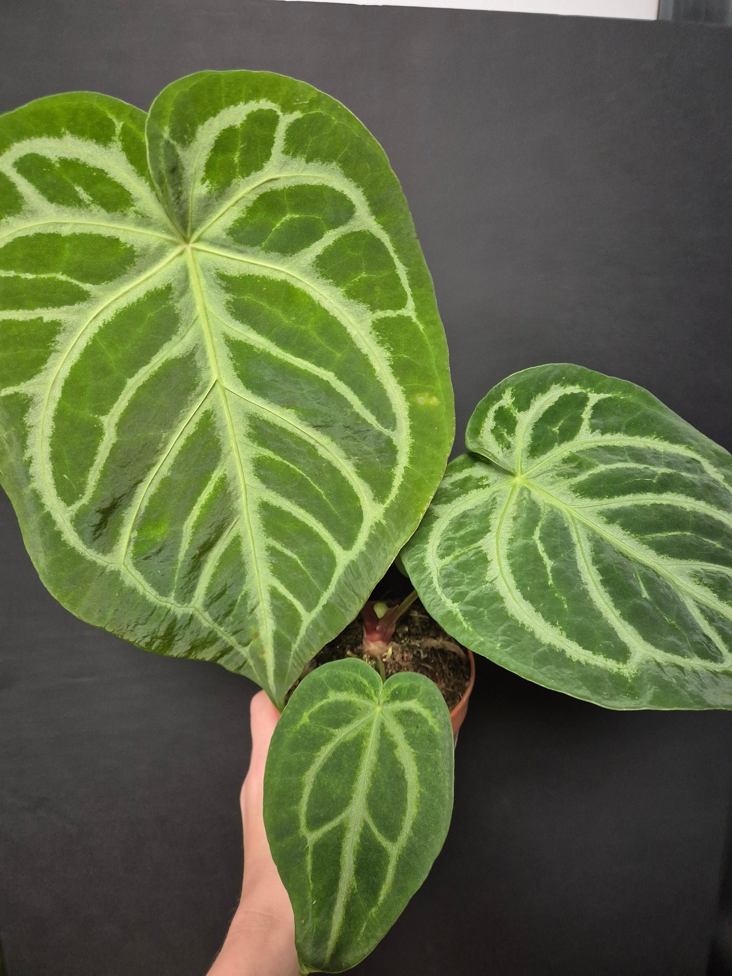 Anthurium Clarinervium | Houseplant
