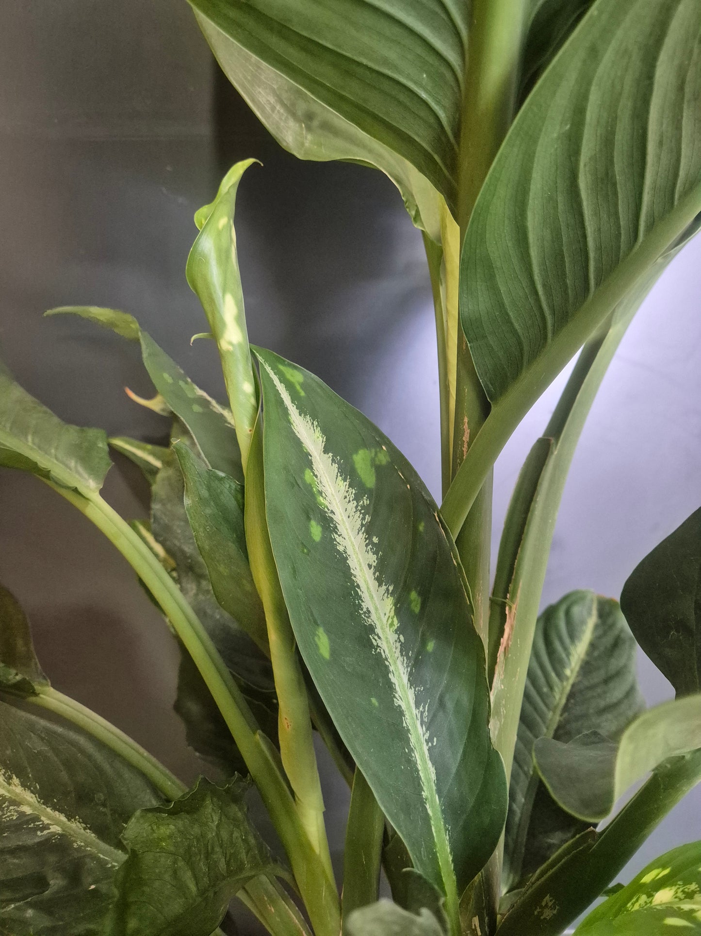 Dieffenbachia Crocodile - Dumb Cane - 24cm | Houseplant