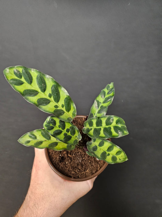 Calathea Lancifolia - Rattlesnake - Houseplant