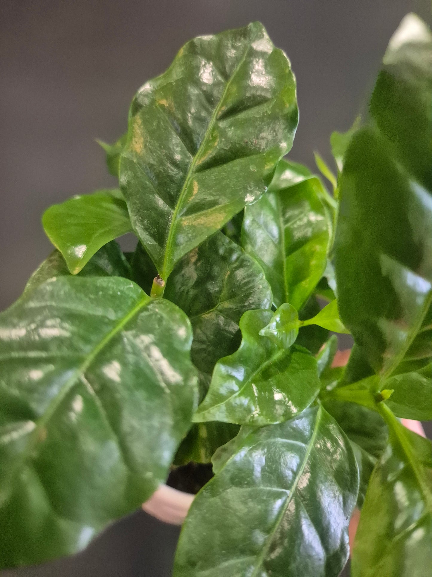 Arabica Coffee Plant and Mug - 9cm | Houseplant