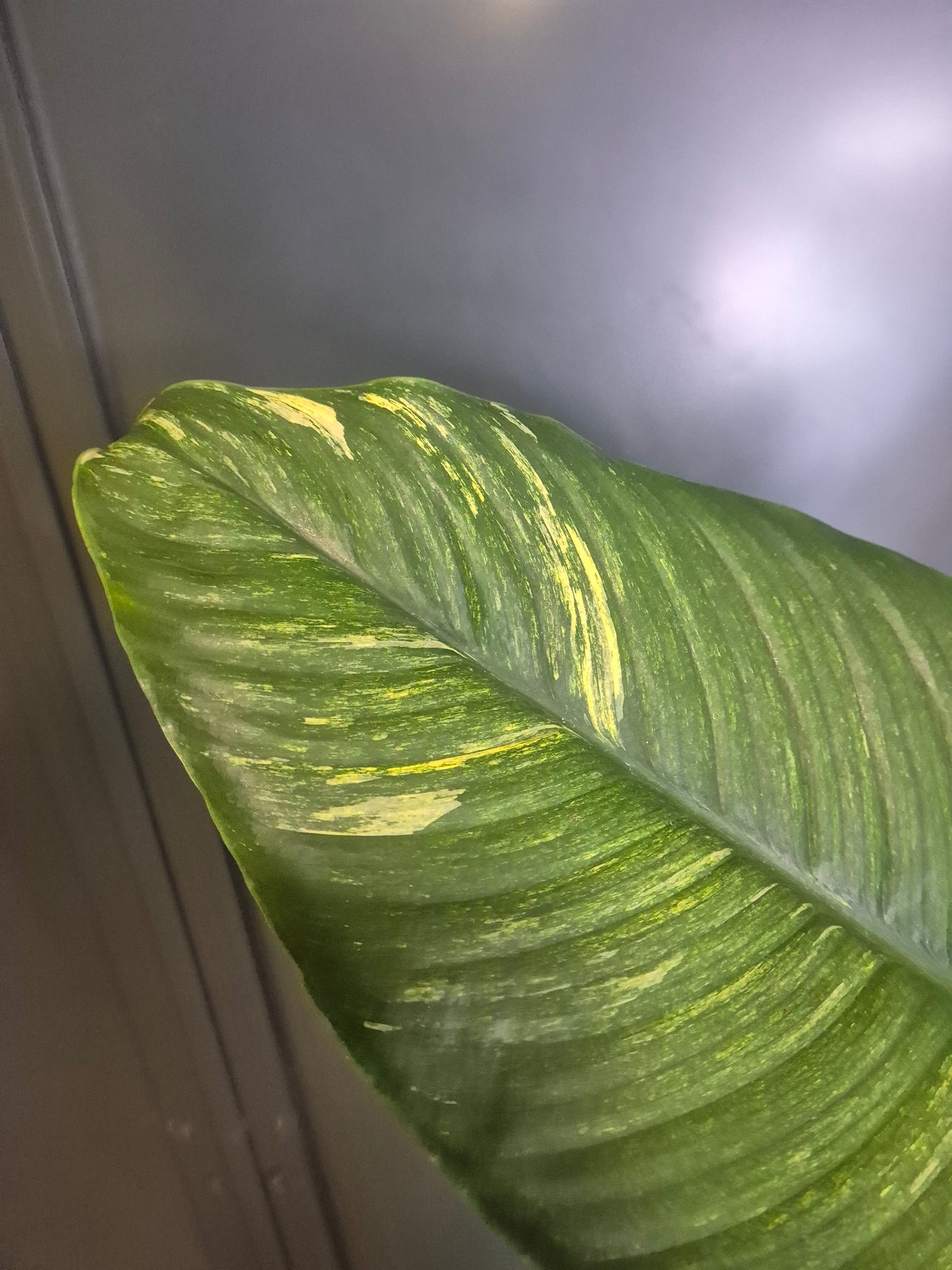 Peace Lily - Spathiphyllum Sensation - 17cm | Houseplant