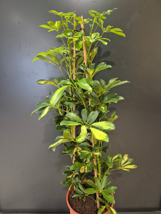 Schefflera Gold Capella - Umbrella Plant | Houseplant