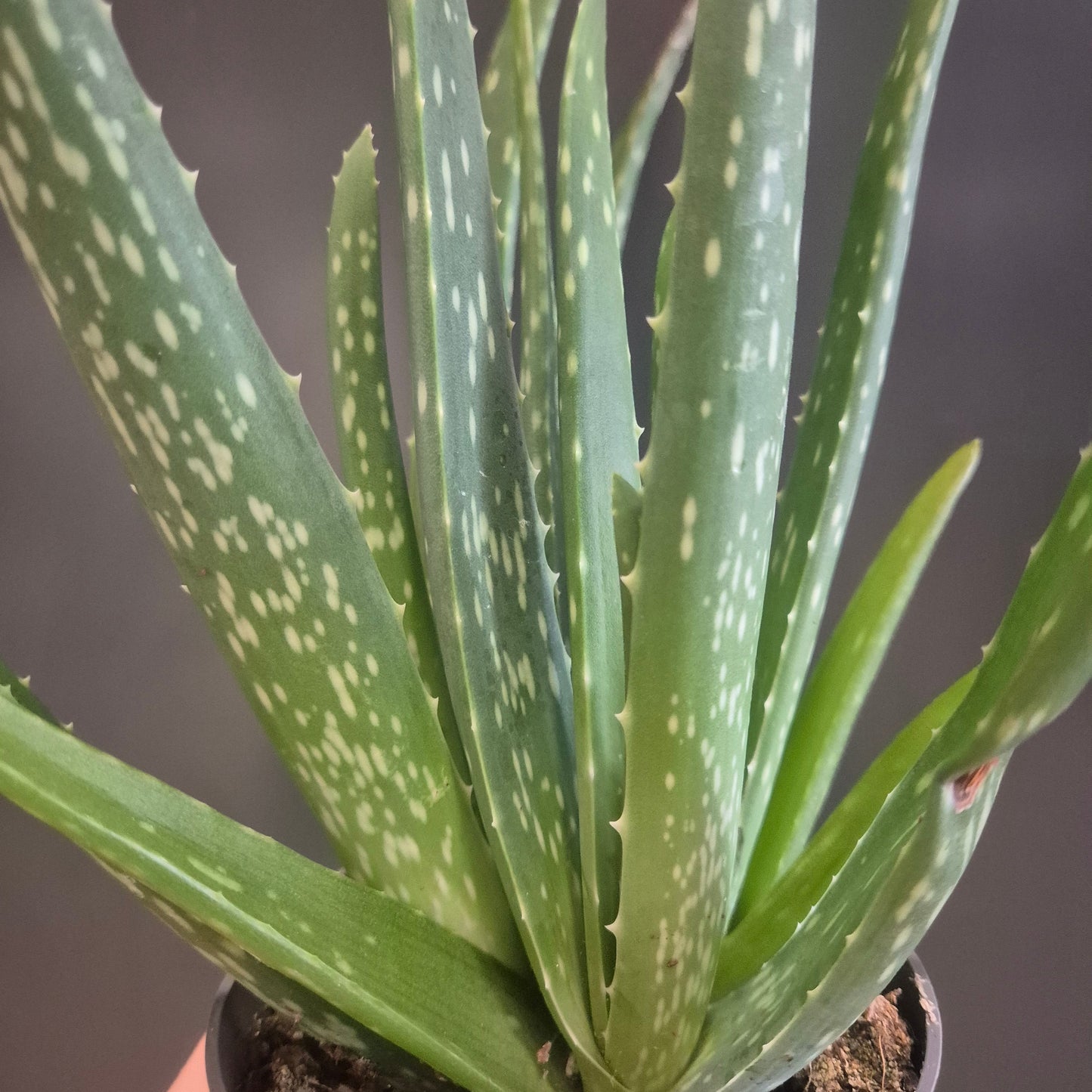 A close-up of a potted aloe vera plant with green leaves speckled with white dots, growing in a small pot and being held by a hand.