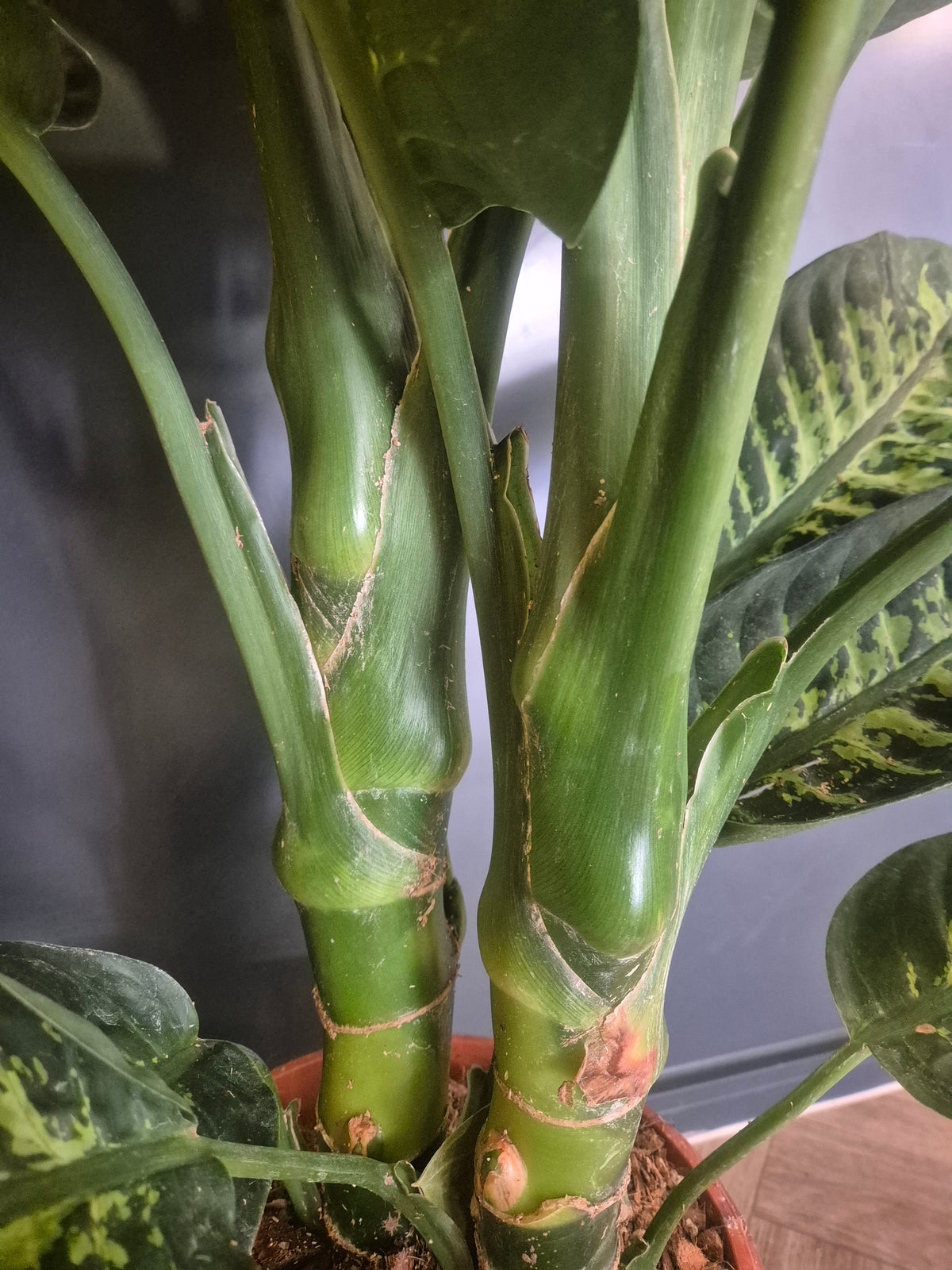 Close-up of a green houseplant with thick, segmented stems and variegated leaves, photographed indoors against a dark gray background.