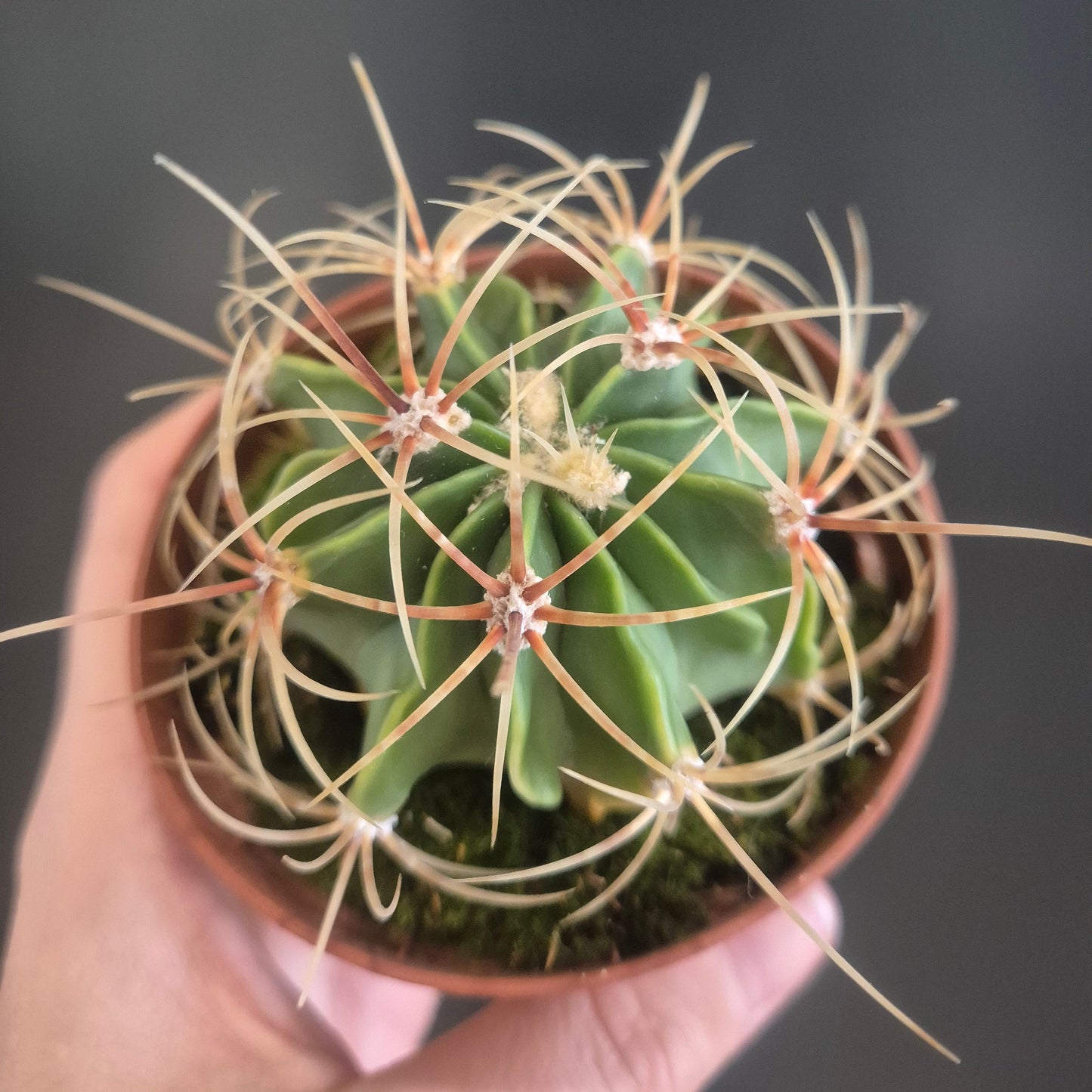 Ferocactus Histrix - Barrel Cactus - 8.5cm | Houseplant
