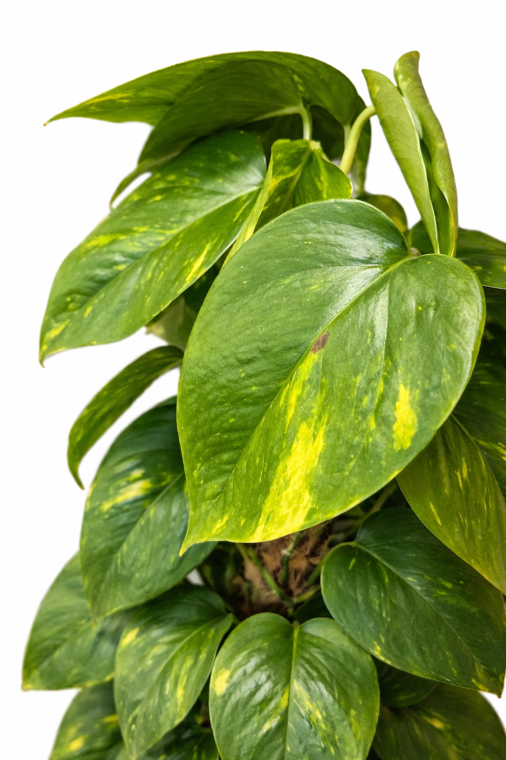 Scindapsus & Coco Coir Pole - Devils Ivy - 21cm | Houseplant