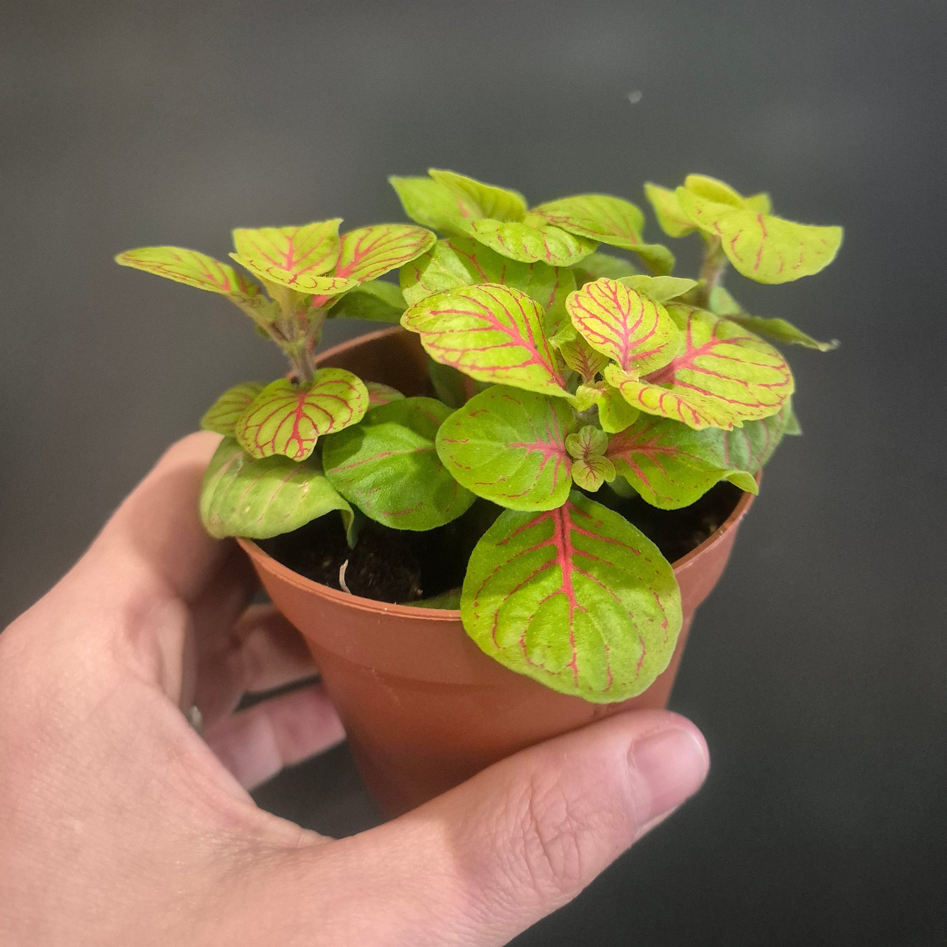 Hand holding a small potted plant with green and red leaves against a dark background