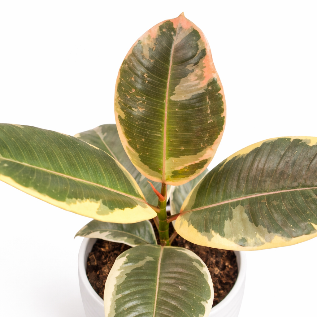 Potted plant with green and pink leaves on a white background