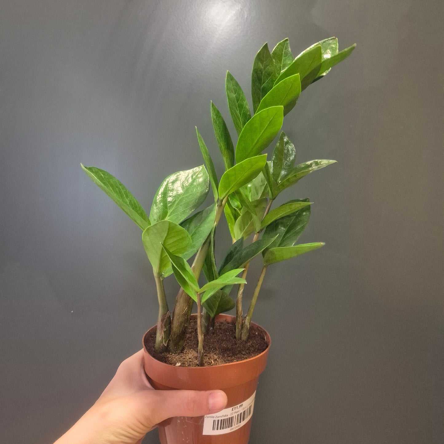 Zamio Zamifolia - ZZ Plant - 12cm | Houseplant