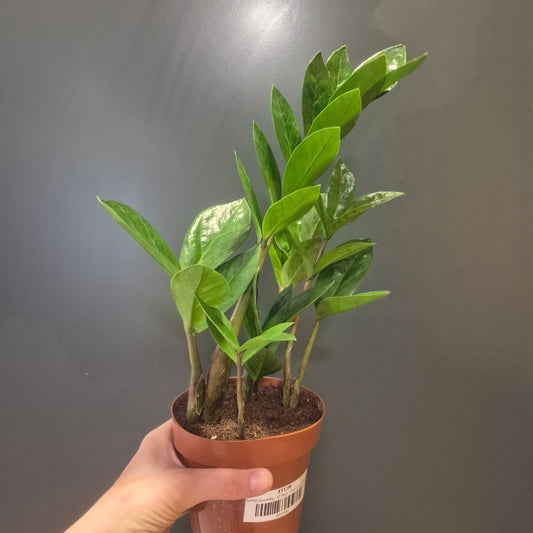 Zamio Zamifolia - ZZ Plant - 12cm | Houseplant