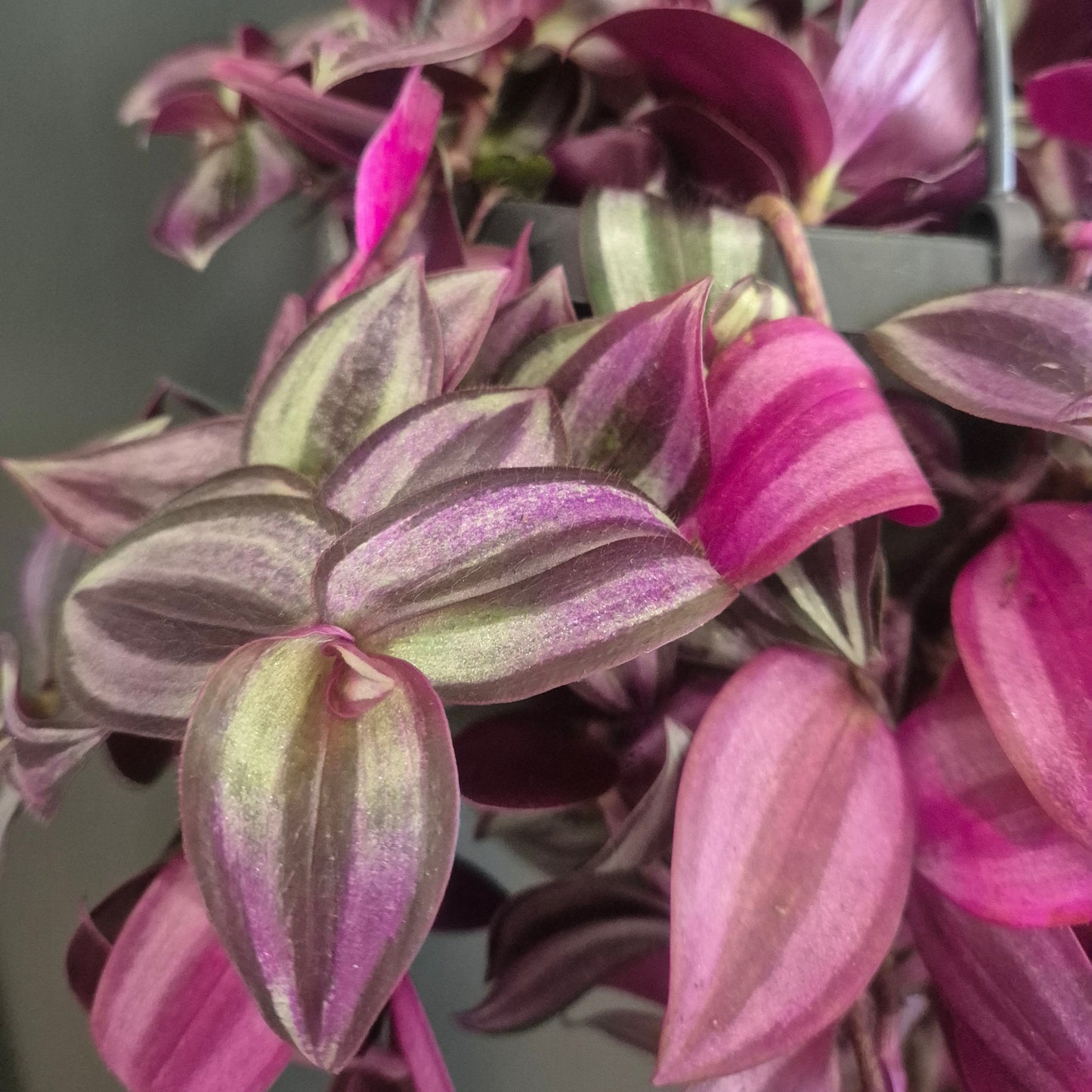 Tradescantia Zebrina Deep Purple - Silver Inch - 17cm | Houseplant