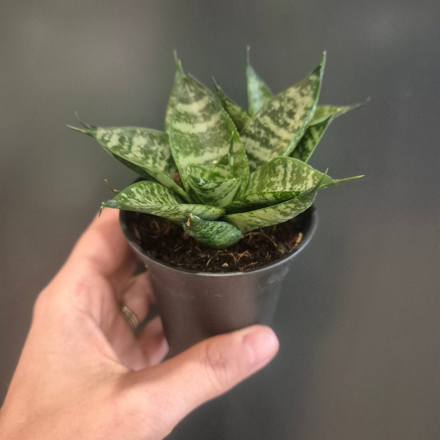 Sansevieria Mix - Snake Plants - 7.5cm | Houseplant