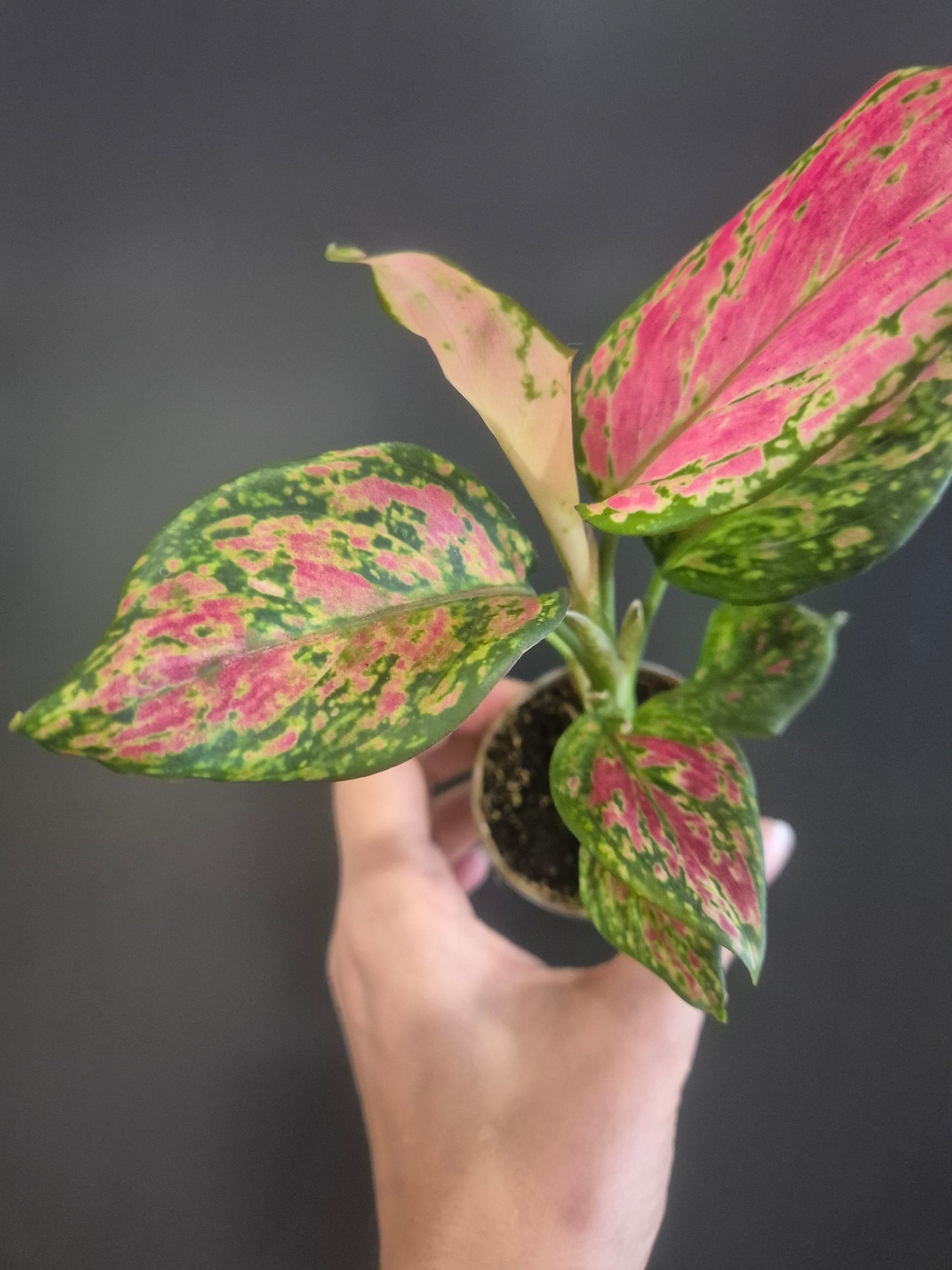 Aglaonema Lady Valentine - Chinese Evergreen - 6cm | Houseplant