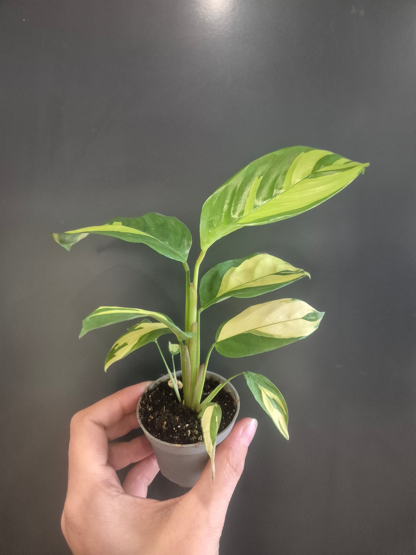 Ctenanthe Lubbersiana - Golden Mosaic - Prayer Plant - 6cm | Houseplant