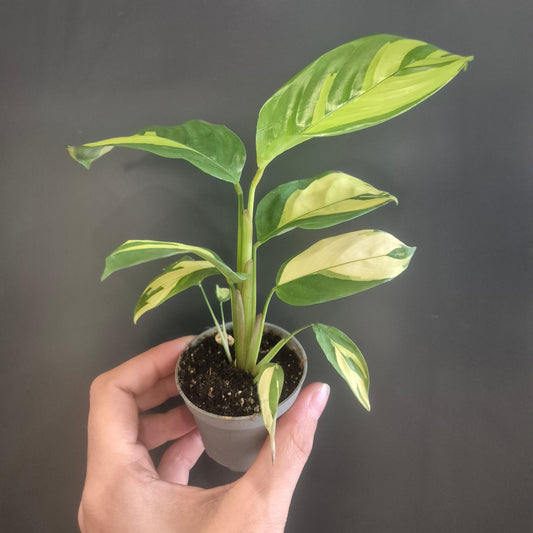 A small potted houseplant with variegated green and cream leaves, held in a hand against a dark gray background.
