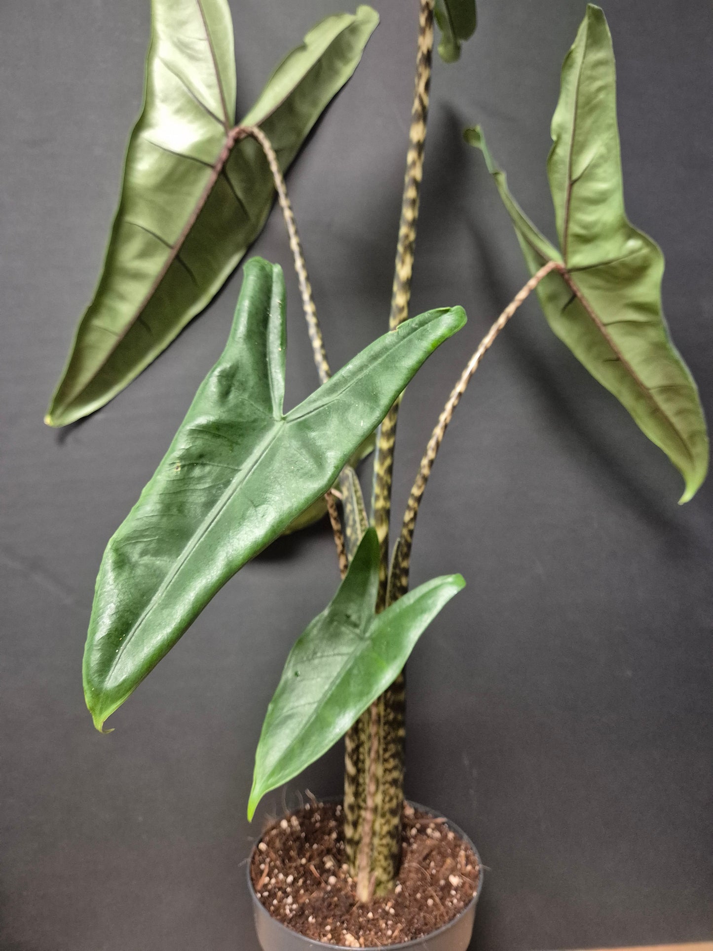 Alocasia Zebrina - Zebra Elephant Ear - Houseplant