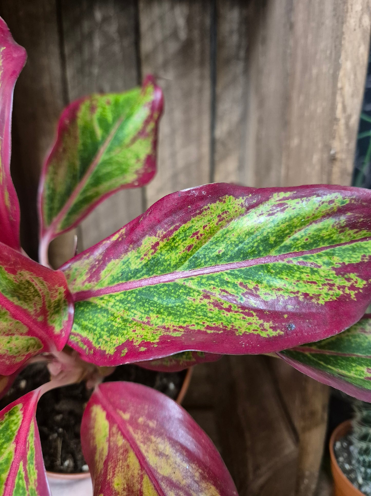 Aglaonema Crete - Chinese Evergreen - Houseplant