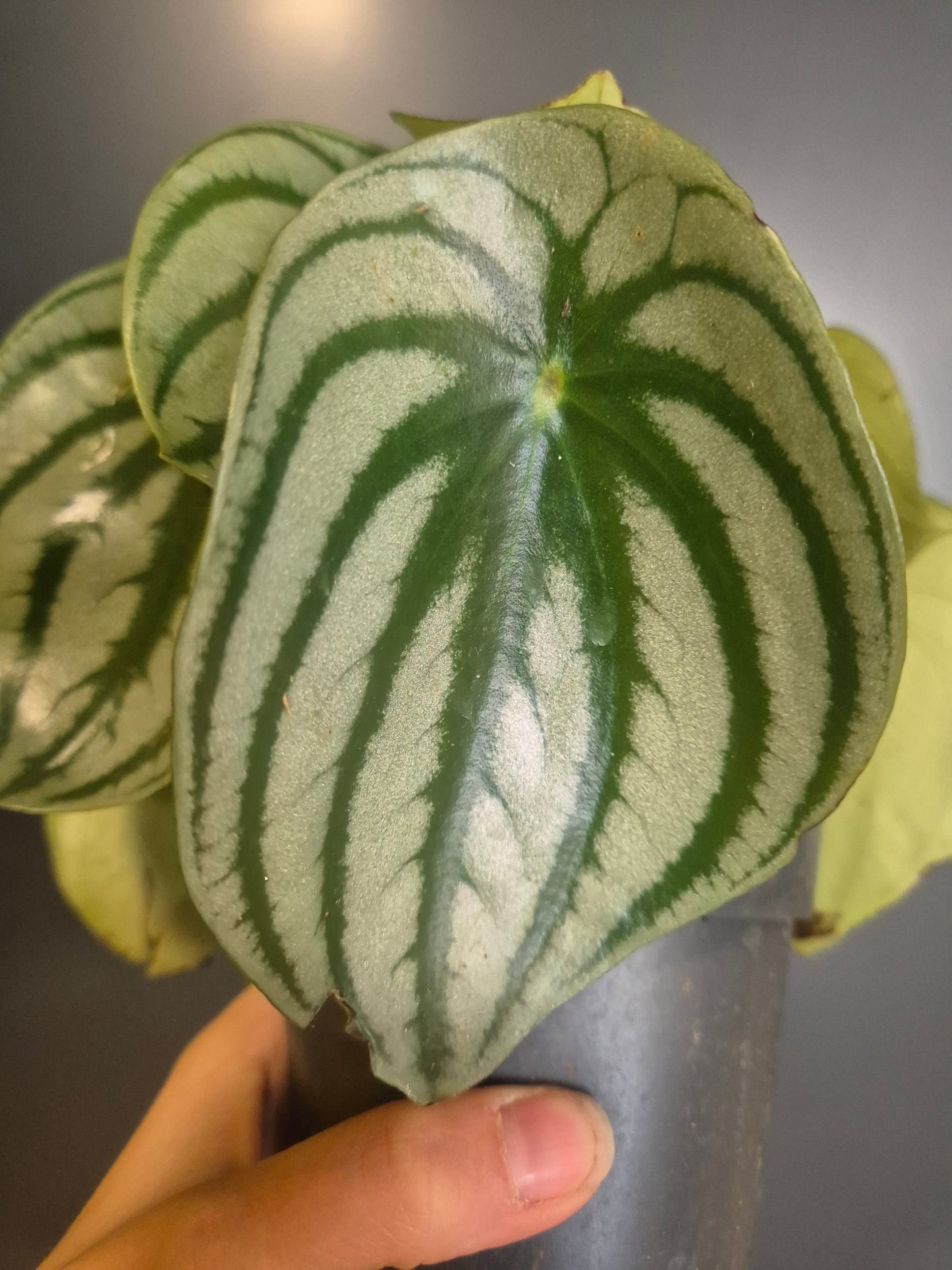 Peperomia argyreia - Peperomia Watermelon - 12cm | Houseplant