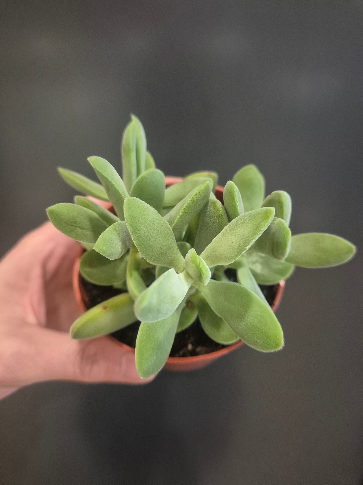 Crassula cephalophora - Mini Propeller Plant - 8.5cm | Houseplant