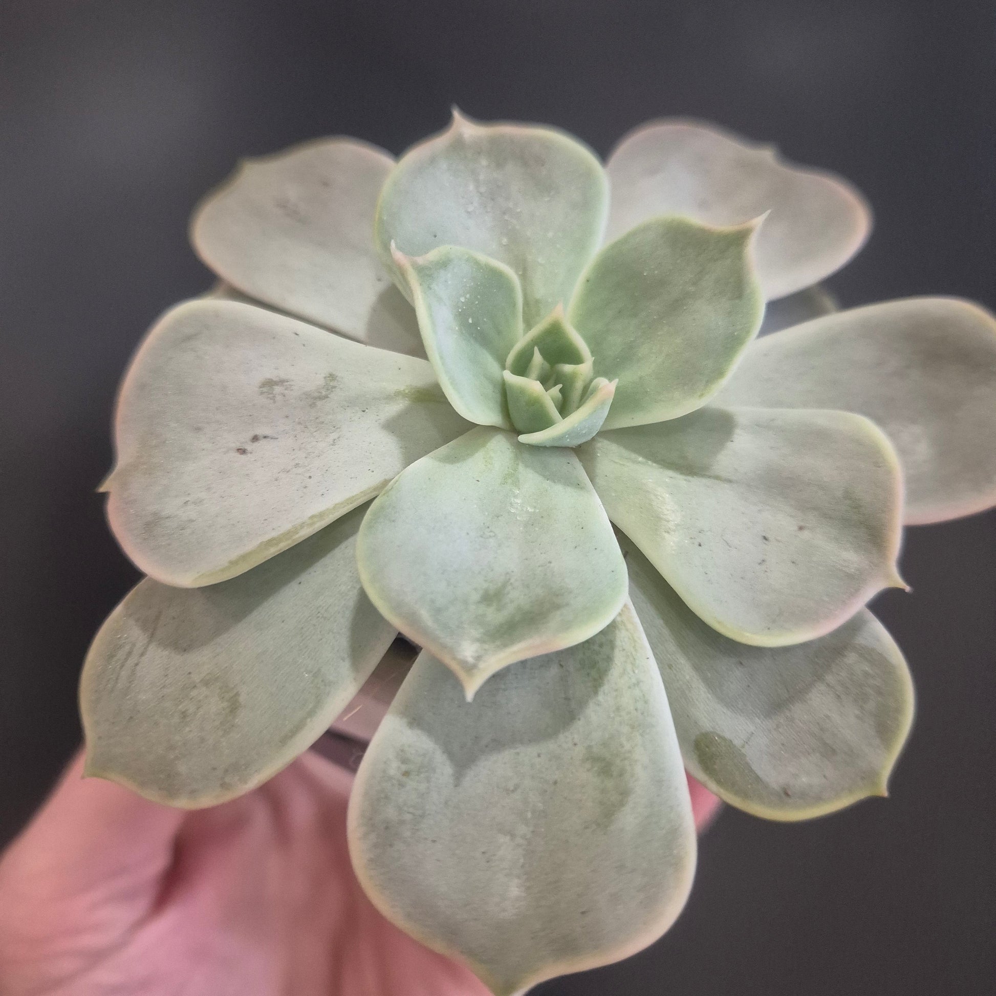 Close-up of a succulent plant held by a hand against a dark background
