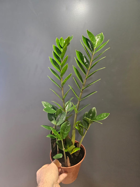 Zamio Zamifolia - ZZ Plant - Houseplant Plant Paradise By Gemma