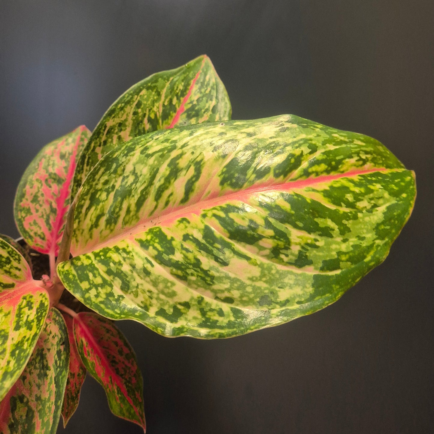 Variegated leaf of a houseplant with green, pink, and red colors on a dark background