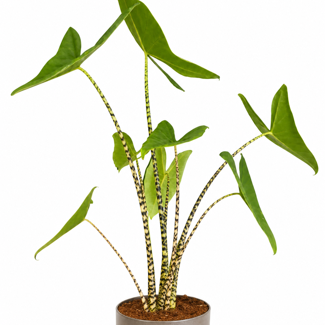 Potted plant with green leaves on a white background