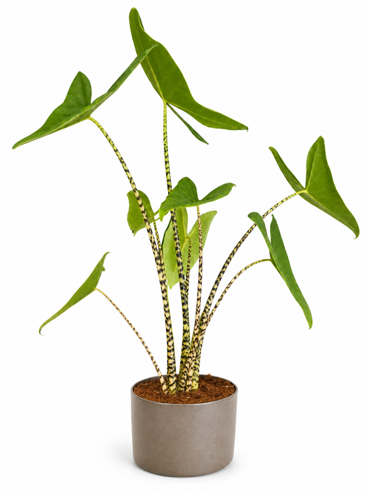 Alocasia Zebrina - Elephant Ear - 24cm | Houseplant