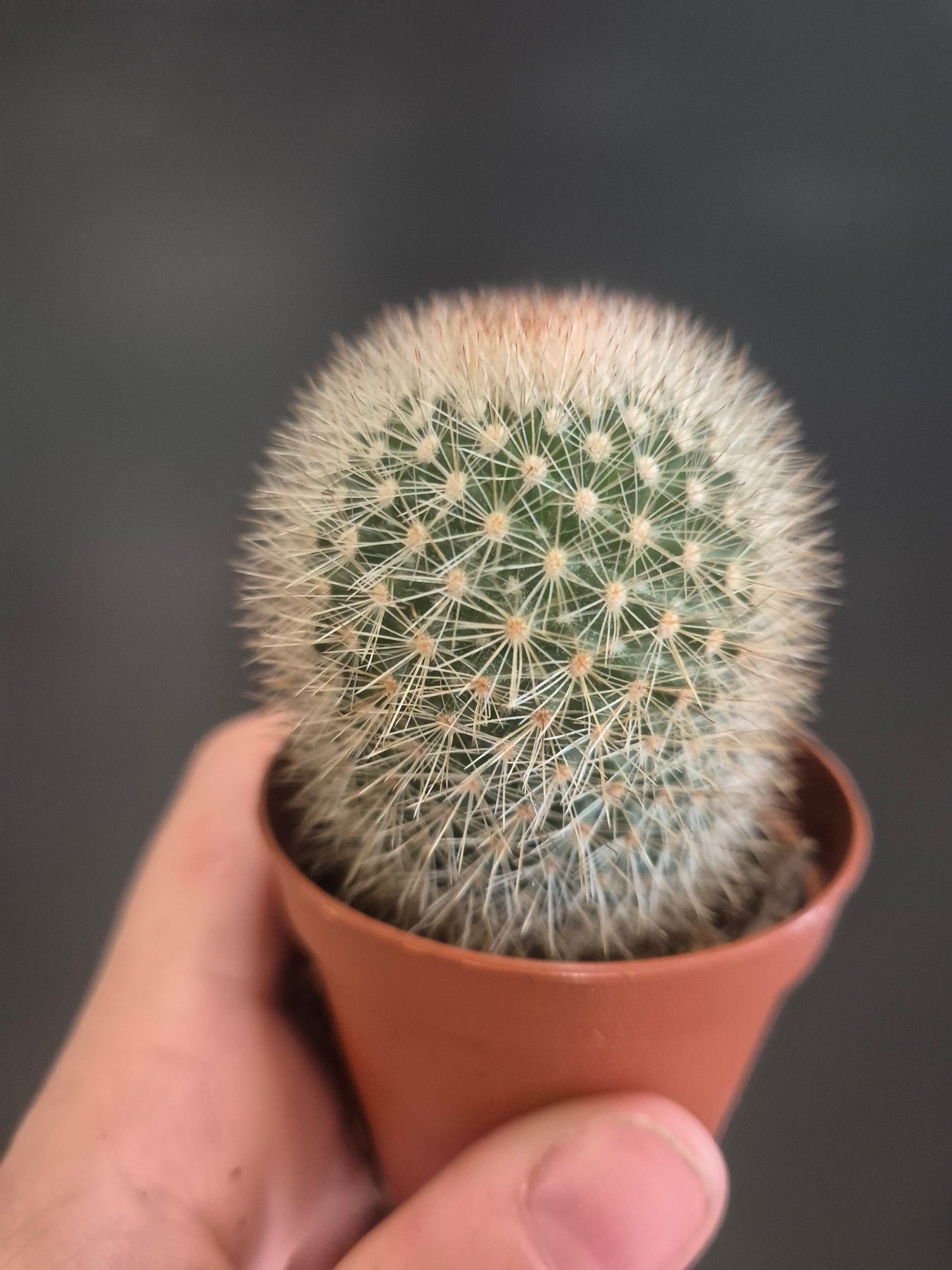 Mammillaria Hahniana - Old Lady Cactus - 5.5cm | Houseplant