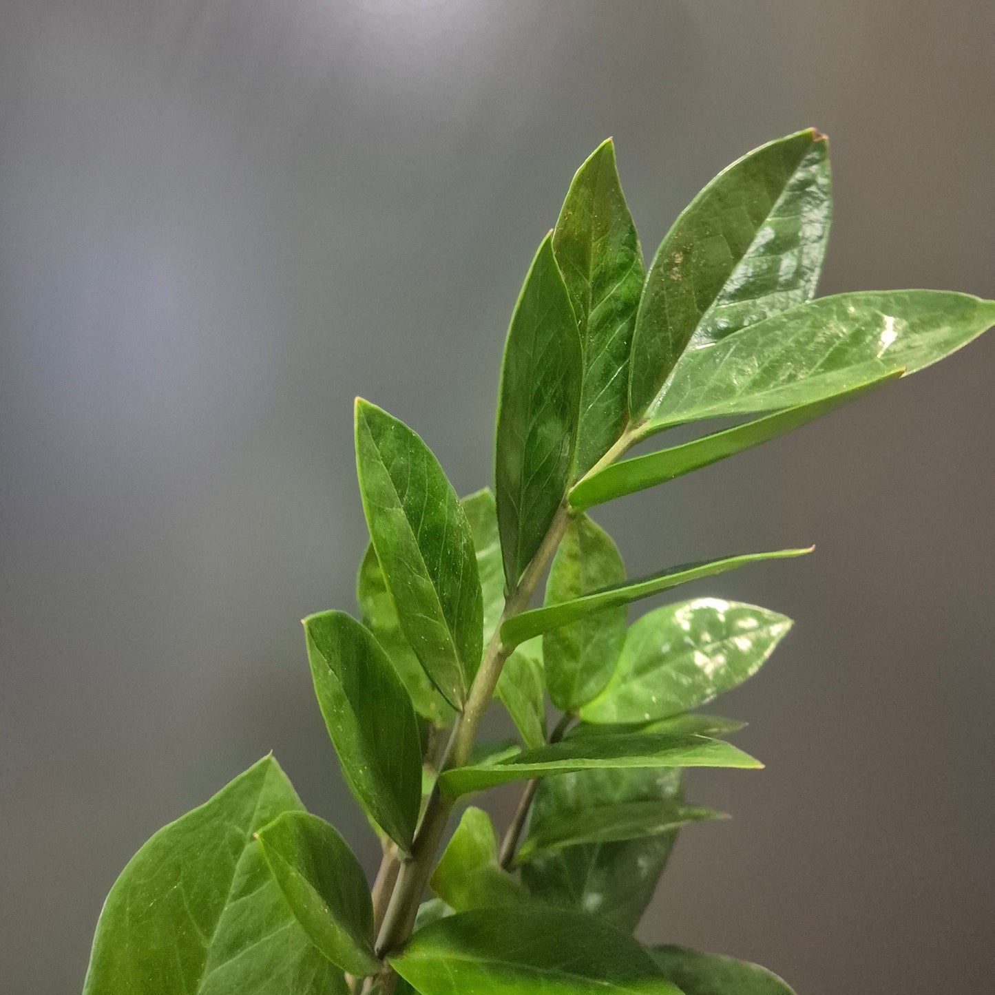 Zamio Zamifolia - ZZ Plant - 12cm | Houseplant