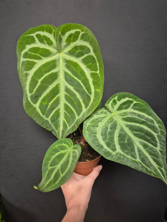 Anthurium Clarinervium | Houseplant