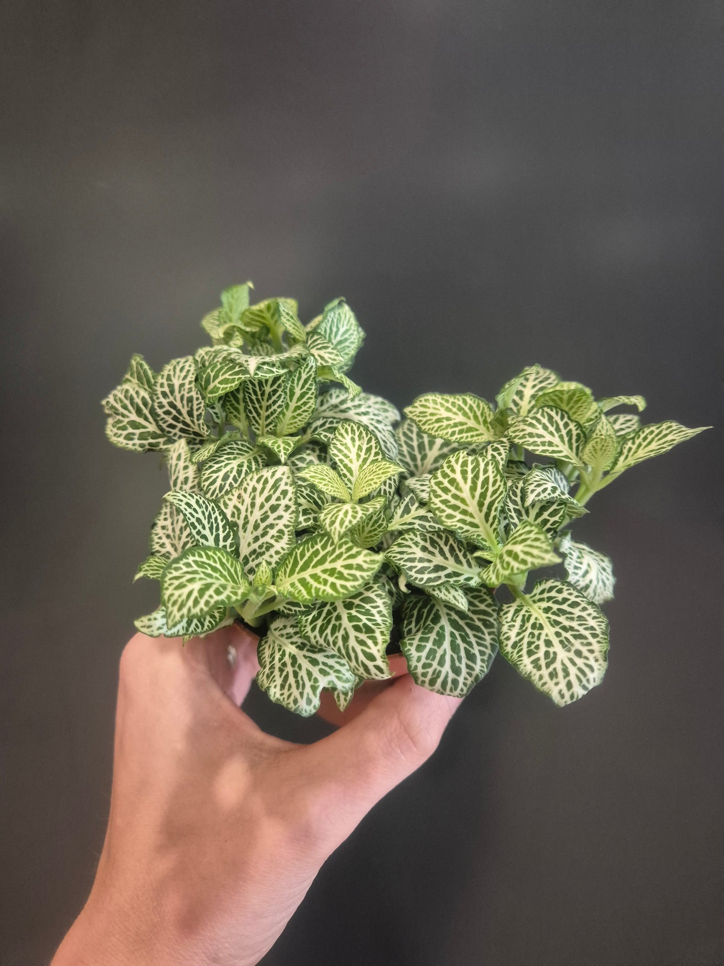 Fittonia - Nerve Plant - 10cm | Houseplant