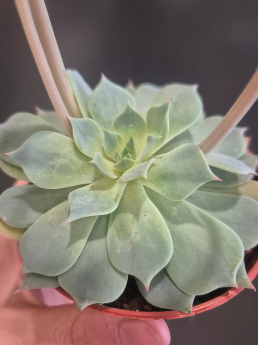 Echeveria Secunda - 8.5cm | Houseplant