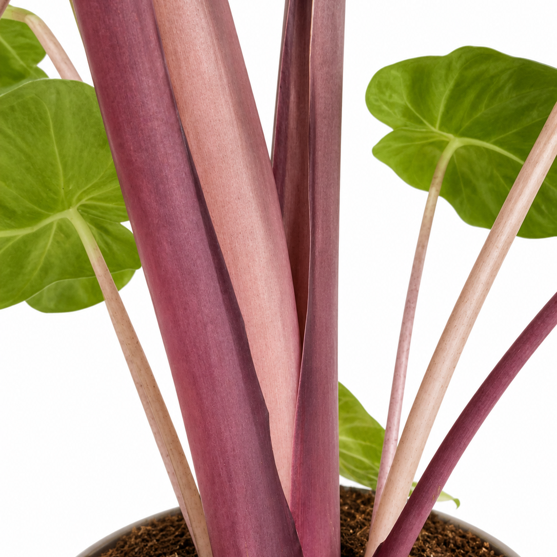 Alocasia Imperial Red - Elephant Ear - 24cm | Houseplant