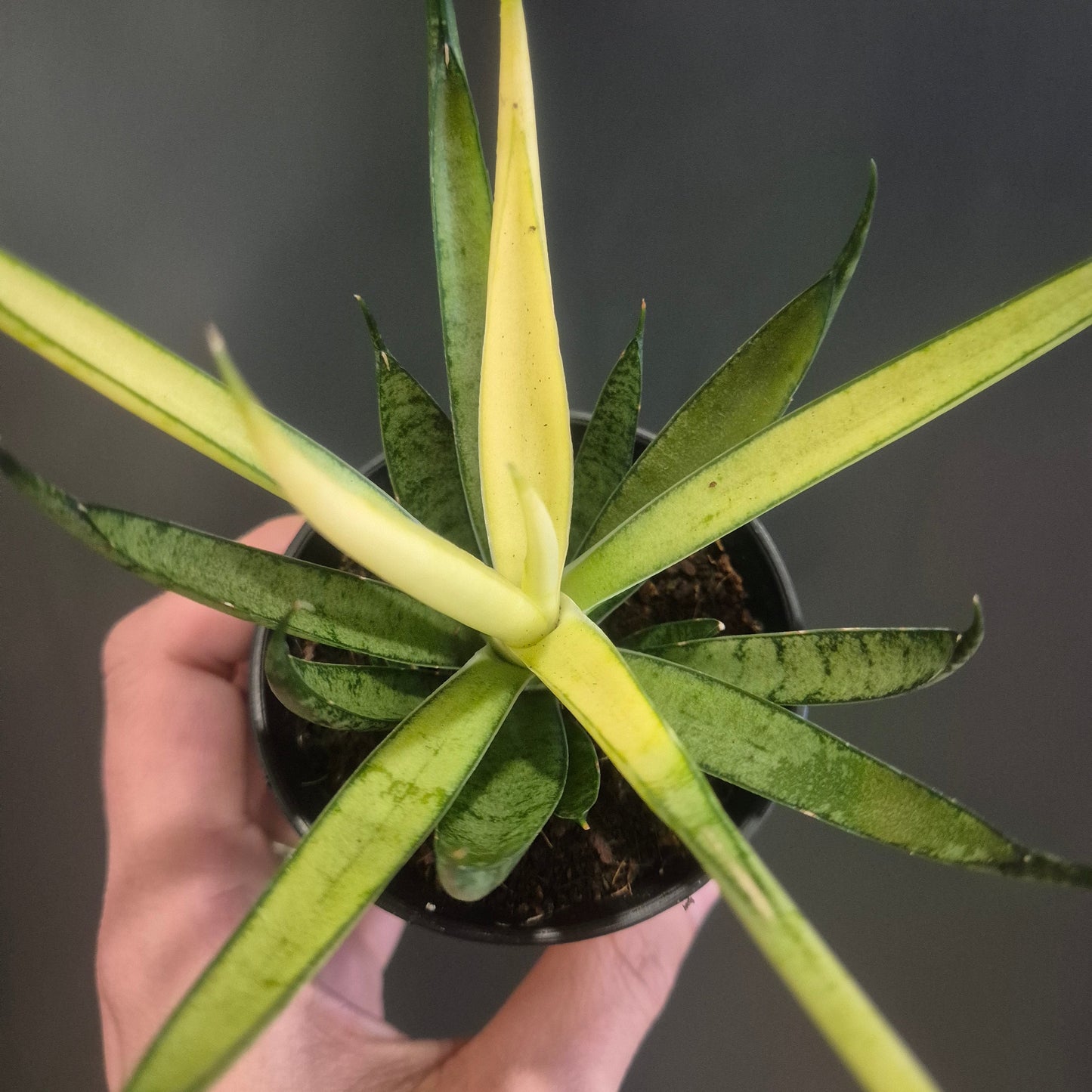 Sansevieria Mix - Snake Plants - 7.5cm | Houseplant