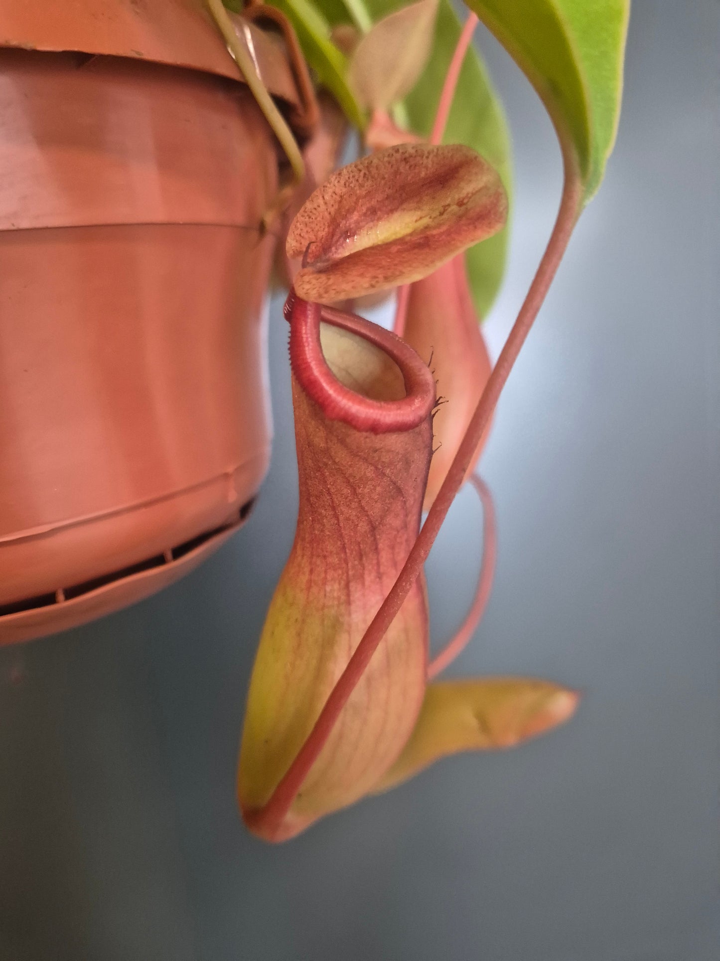 Monkey Jar Pitcher Plant - Nepenthes - 14cm | Houseplant