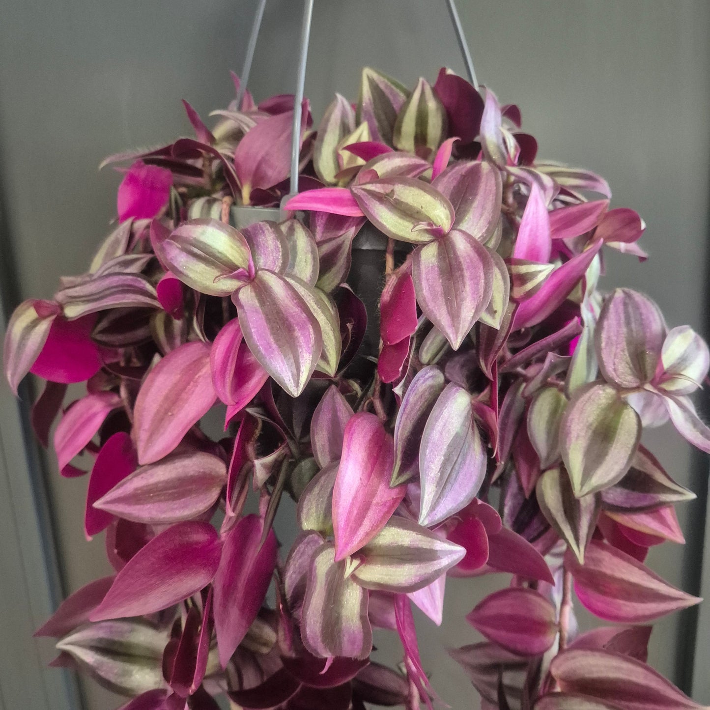 Tradescantia Zebrina Deep Purple - Silver Inch - 17cm | Houseplant