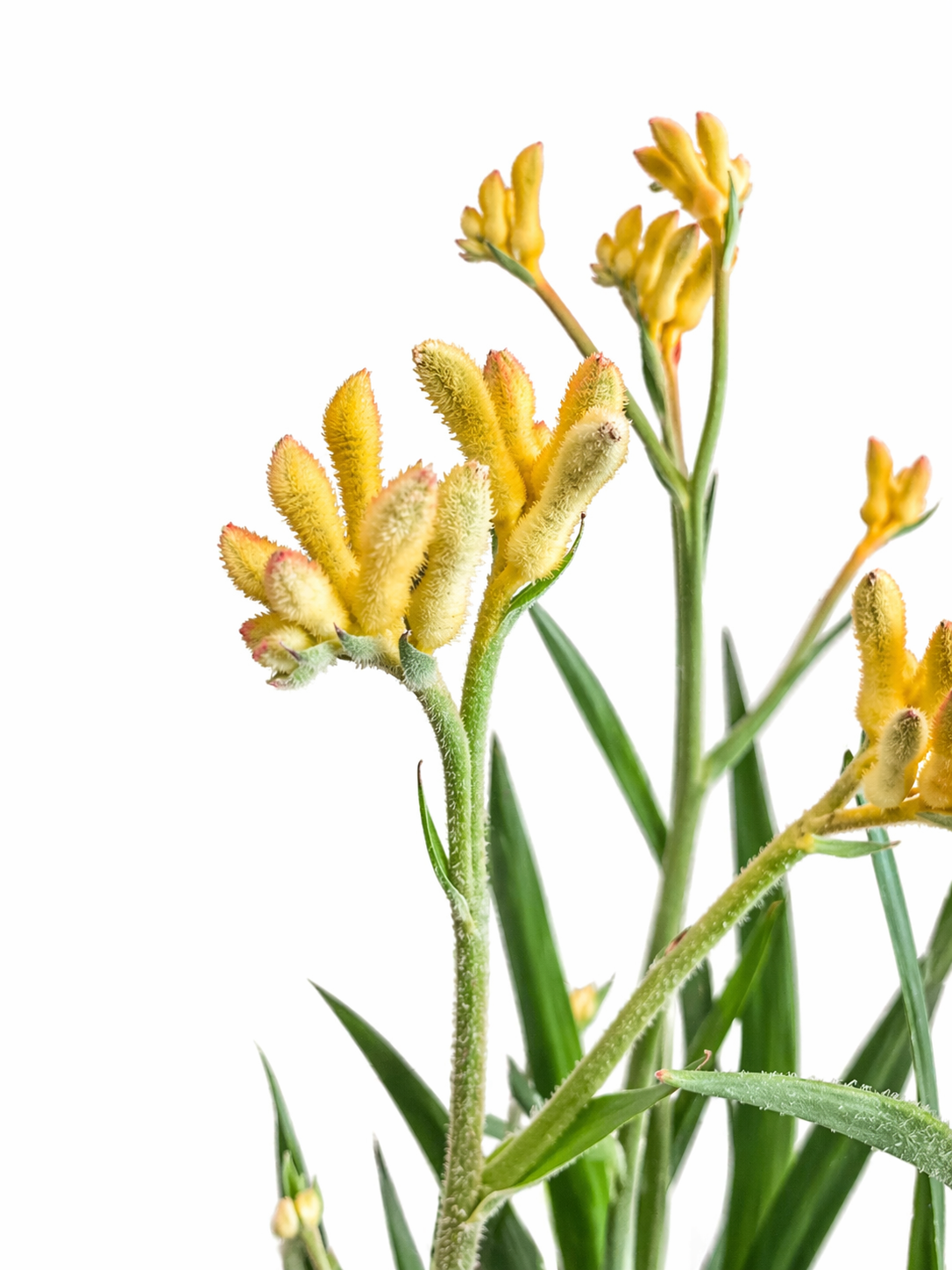 Anigozanthos - Kangaroo Paws - 12cm | Houseplant