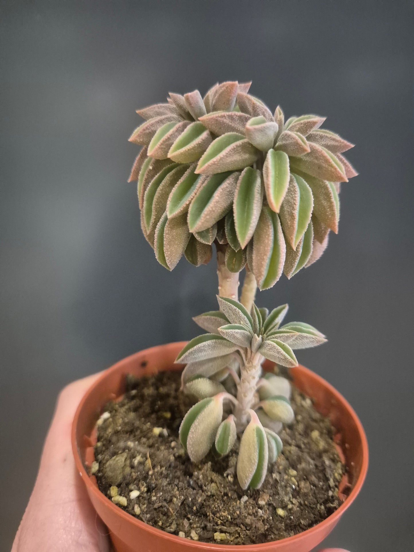 Peperomia asperula - Taco Plant - 8.5cm | Houseplant