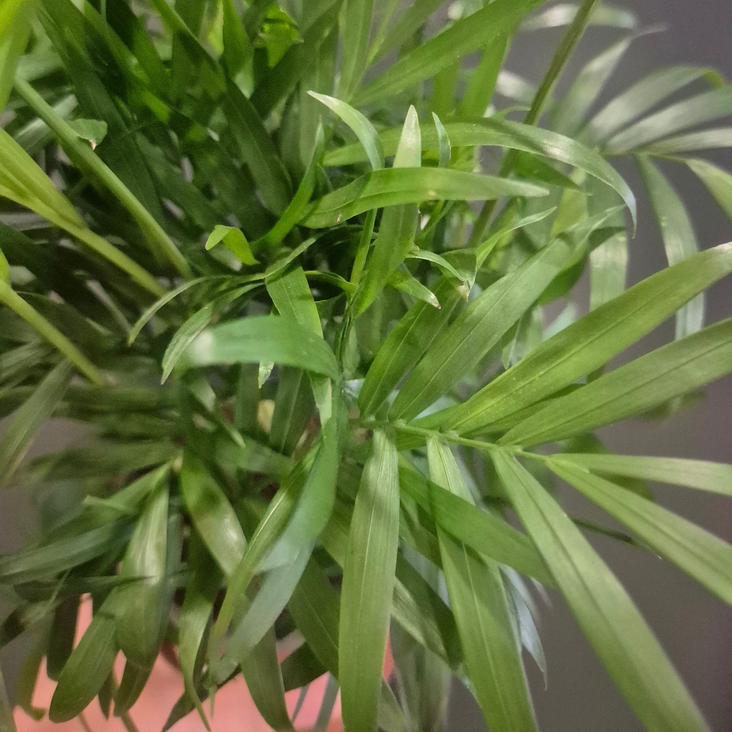 Parlour Palm - Chamaedorea Elegans - 12cm | Houseplant