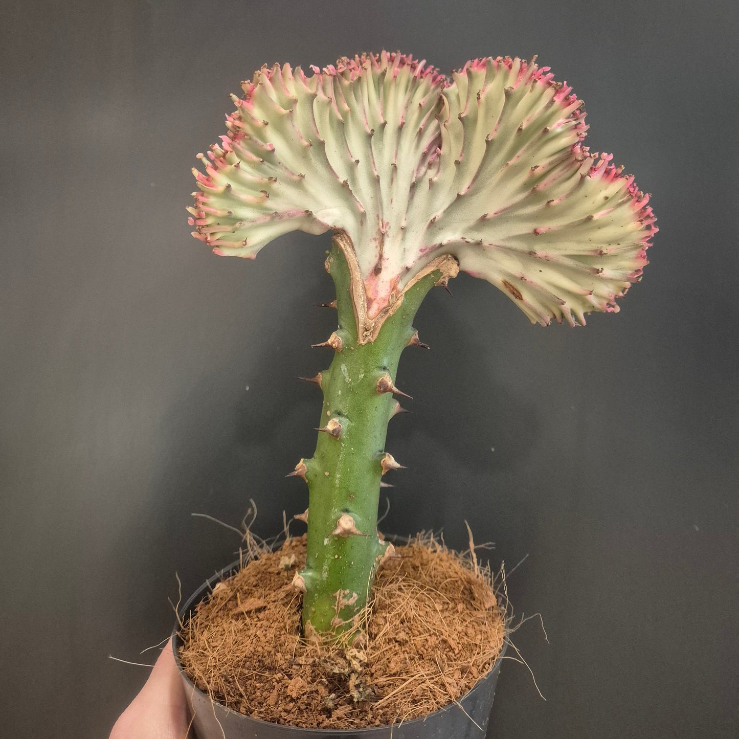 Cylindrical cactus plant with a dark background